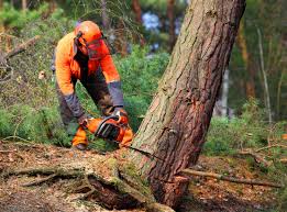 Best Fruit Tree Pruning  in King, NC