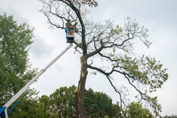 Best Tree Preservation Services  in King, NC