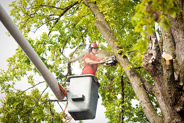 Best Leaf Removal  in King, NC