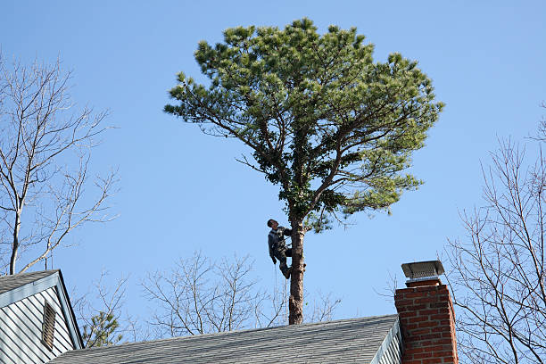How Our Tree Care Process Works  in  King, NC